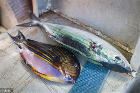 死魚處理|死了魚怎麼處理遺體，魚死了怎麼辦